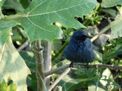 Melanotis caerulescens