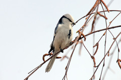 Cyanistes cyanus