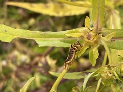 Cirrhophanus triangulifer