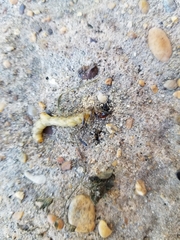 Cicindelinae