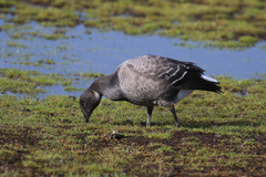 Branta bernicla