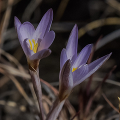Hesperantha schelpeana