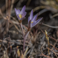 Hesperantha schelpeana