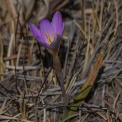 Hesperantha schelpeana