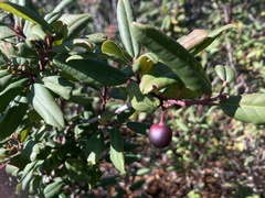 Frangula californica