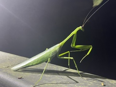 Macromantis hyalina