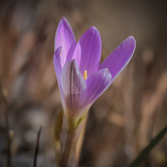 Hesperantha schelpeana