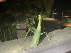 Macromantis hyalina