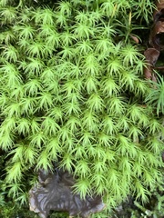 Bartramia pomiformis