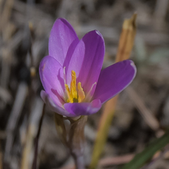 Hesperantha schelpeana