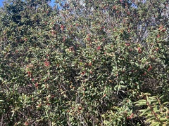 Frangula californica