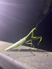 Macromantis hyalina