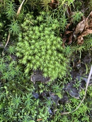 Bartramia pomiformis