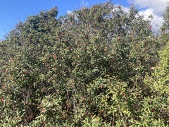 Frangula californica