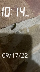 Deilelater physoderus