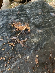 Ambigolimax valentianus
