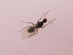Camponotus