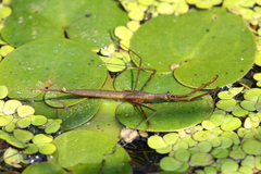 Ranatra linearis