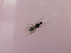 Camponotus