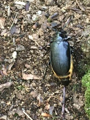 Prionus laticollis