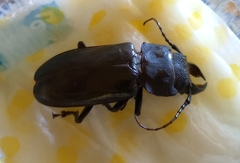 Mallodon spinibarbis