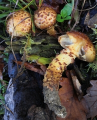 Pholiota