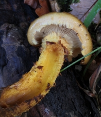 Pholiota