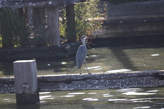 Ardea cinerea