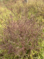 Epilobium leptophyllum