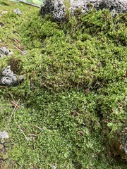 Mniaceae