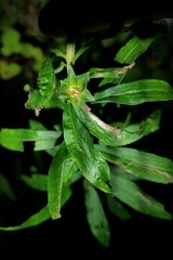 Asphondylia solidaginis