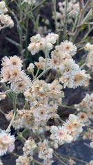 Pseudognaphalium californicum