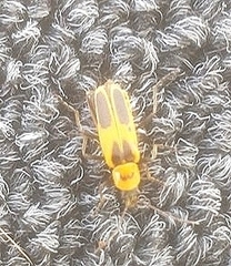 Chauliognathus omissus