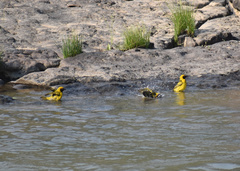 Ploceus cucullatus spilonotus