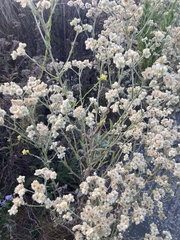 Pseudognaphalium californicum