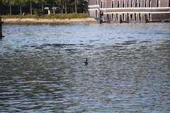 Branta canadensis