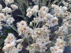 Pseudognaphalium californicum