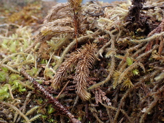 Lycopodiopsida