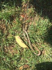 Hierophis viridiflavus