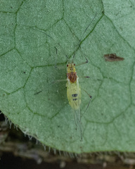Euceraphis