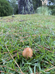 Amanita amerirubescens