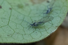 Euceraphis