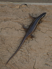 Trachylepis punctatissima