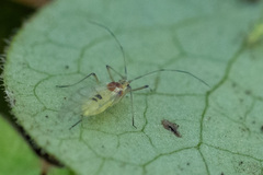 Euceraphis