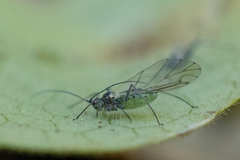 Euceraphis
