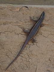 Trachylepis punctatissima