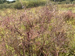 Epilobium leptophyllum