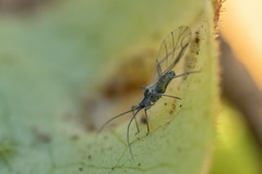 Euceraphis