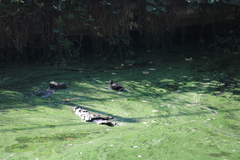 Gallinula chloropus