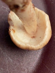 Amanita amerirubescens